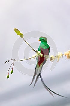 Resplendent quetzal Pharomachrus mocinno, San Gerardo de Dota, Wildlife and birdwatching in Costa Rica