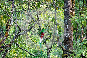 Resplendent quetzal Pharomachrus mocinno, San Gerardo de Dota, Wildlife and birdwatching in Costa Rica