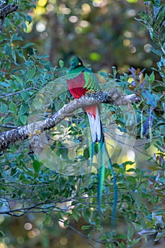 Resplendent Quetzal, Pharomachrus mocinno, from Savegre in Costa Rica