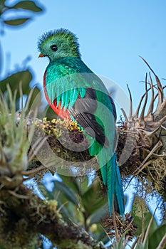 Resplendent Quetzal, Pharomachrus mocinno, Savegre in Costa Rica,