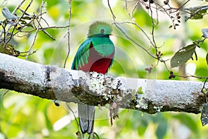 Resplendent Quetzal, Pharomachrus mocinno, Savegre in Costa Rica,