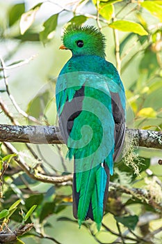 Resplendent Quetzal, Pharomachrus mocinno, Savegre in Costa Rica,