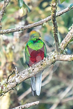 Resplendent Quetzal, Pharomachrus mocinno, Savegre in Costa Rica,