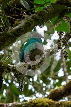 Resplendent Quetzal, Pharomachrus mocinno, Savegre in Costa Rica,