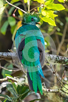 Resplendent Quetzal, Pharomachrus mocinno, Savegre in Costa Rica,