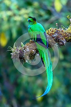 Resplendent Quetzal, Pharomachrus mocinno, Savegre in Costa Rica,