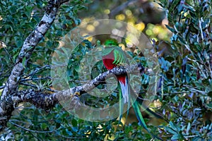 Resplendent Quetzal, Pharomachrus mocinno, Savegre in Costa Rica,