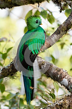 Resplendent Quetzal, Pharomachrus mocinno, Savegre in Costa Rica