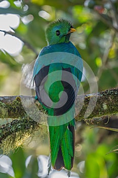 Resplendent Quetzal, Pharomachrus mocinno, Savegre in Costa Rica