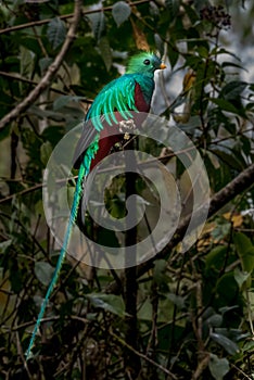 Resplendent Quetzal, Pharomachrus mocinno, Savegre in Costa Rica