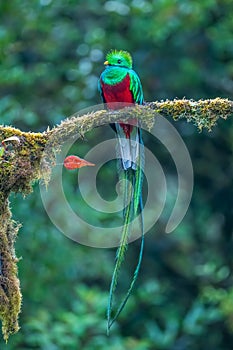 Resplendent Quetzal, Pharomachrus mocinno, from Savegre in Costa Rica with blurred green forest in background.