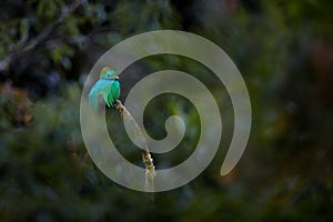 Resplendent Quetzal, Pharomachrus mocinno, from Savegre in Costa Rica with blurred green forest in background. Magnificent sacred
