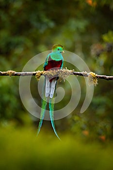 Resplendent Quetzal, Pharomachrus mocinno, from Savegre in Costa Rica with blurred green forest in background. Magnificent sacred