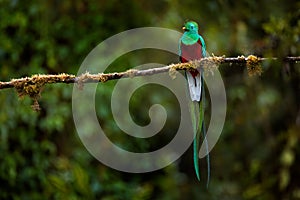 Resplendent Quetzal, Pharomachrus mocinno, from Savegre in Costa Rica with blurred green forest in background. Magnificent sacred photo
