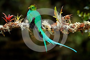 Resplendent Quetzal, Pharomachrus mocinno, from Savegre in Costa Rica with blurred green forest foreground and background. Magnifi photo