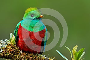 Resplendent Quetzal, Pharomachrus mocinno, from Savegre in Costa Rica with blurred green forest foreground and background. Magnifi