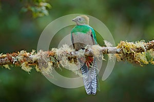 Resplendent Quetzal, Savegre in Costa Rica with green forest in background. Magnificent sacred green and red bird. Detail portrait