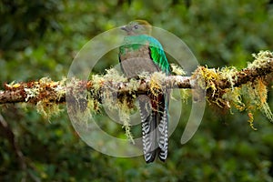 Resplendent Quetzal, Savegre in Costa Rica with green forest in background. Magnificent sacred green and red bird. Detail portrait photo