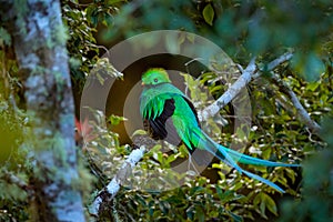 Resplendent Quetzal, Tapanti NP in Costa Rica, with green forest in background. Magnificent sacred green and red bird. Detail port photo