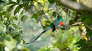 Resplendent quetzal photo