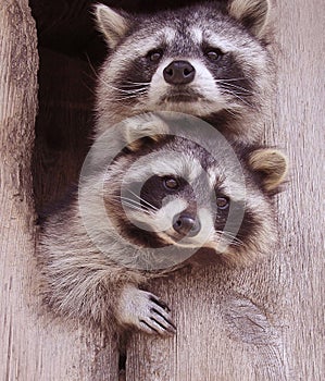 Resplendent Raccoons