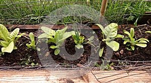 responsible self-cultivation of chard in house with little space