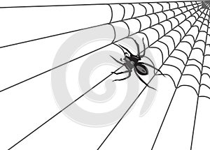 Pavúk pavučina 