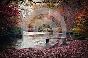 Respryn wood in autumn Cornwall England uk