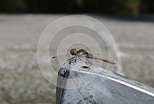 The rest of the dragonfly photo