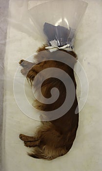 Rest with elizabethan pet collar after neutering castration by dachshund