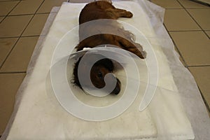 Rest with elizabethan pet collar after neutering castration by dachshund