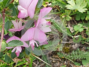 rest harrow field flower. Collection edible medicinal plant is collected in the wild   