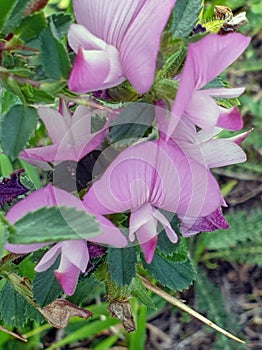 Rest harrow field flower. Collection edible medicinal plant is collected in the wild