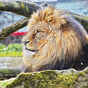 Rest Lion Portrait in Sunny day