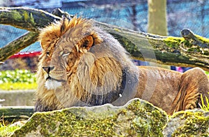 Rest Lion Portrait in Sunny day