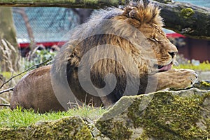 Rest Lion Portrait in Sunny day