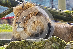 Rest Lion Portrait in Sunny day