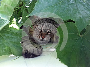 Rest of a mature cat in the leaves