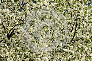 Rest place with apple tree in full blossom