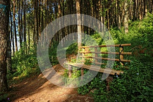 Rest place in the middle of the forest