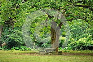 Rest place under big tree