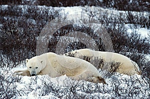 Rest of polar bears.