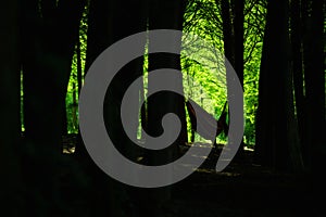 Rest and relax in the hammock in the woods