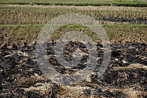 The rest of the rice plants that have been harvested burnt and leaves black ash in the farmers` fields