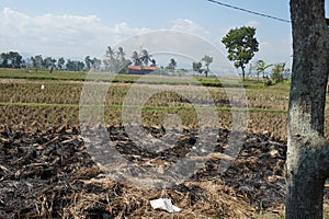 The rest of the rice plants that have been harvested burnt and leaves black ash in the farmers` fields