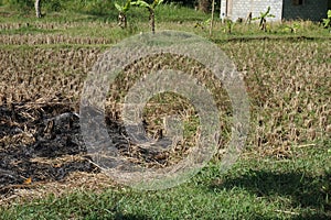 The rest of the rice plants that have been harvested burnt and leaves black ash in the farmers` fields