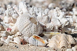 The rest of a sea urchin and other skeletons of marine life washed ashore. Focus on the sea urchin