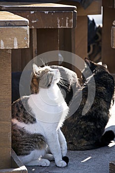 Restaurant cats in Italy