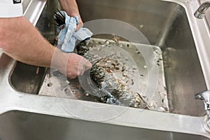 Restaurant Chef scaling carp fish in his kitchen