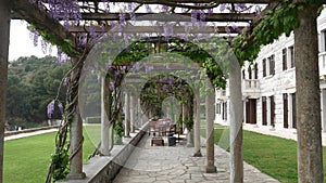 The restaurant at the Villa Milocer, under the wisteria trees, t